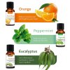 6 Flavors/Set Plant Aromatherapy Essential Oil Used For Massage Special Soluble Flavor Oil Massage For Body